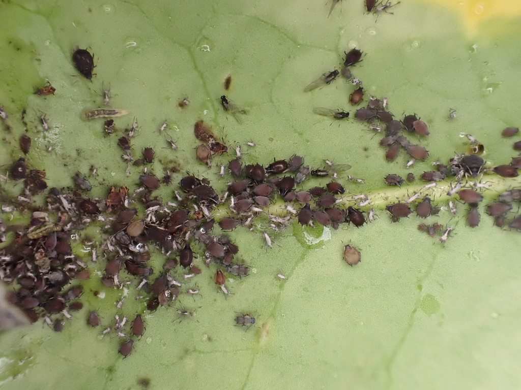 Holly Aphid
