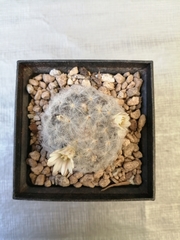 Mammillaria plumosa