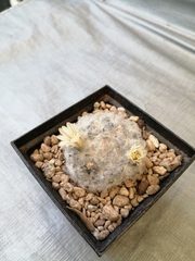 Mammillaria plumosa
