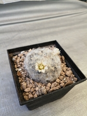 Mammillaria plumosa