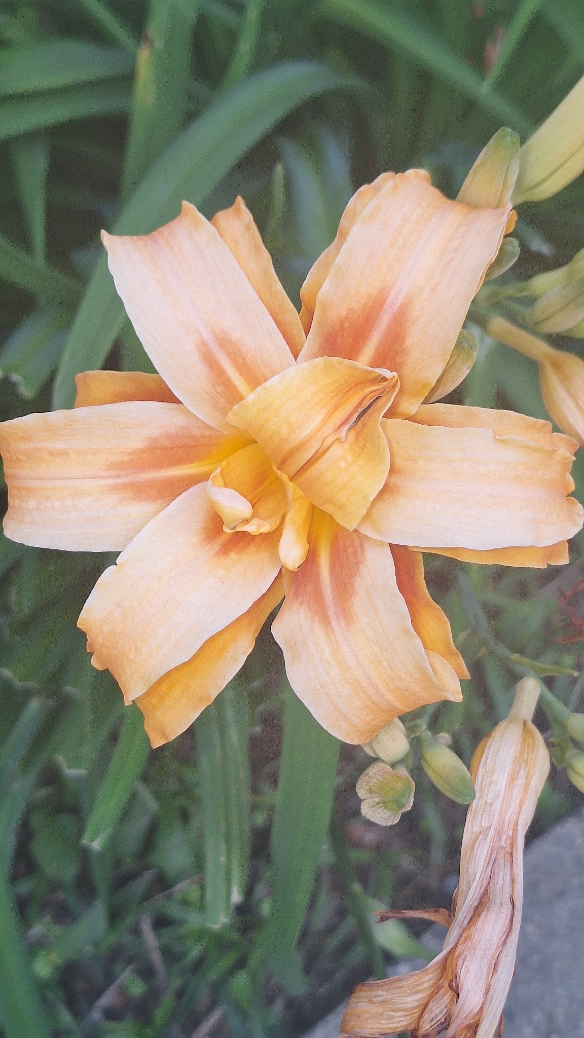 Hemerocallis fulva