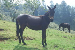 Equus asinus × caballus