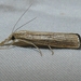 Vagabond Sod Webworm Moth - Photo (c) kens18, some rights reserved (CC BY-NC), uploaded by kens18