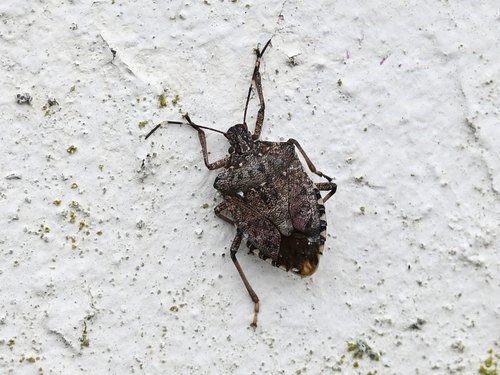 Marmorierte Baumwanze