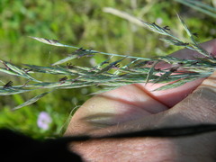 Festuca idahoensis