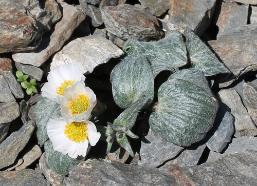 Parnassus-leaved Buttercup (Ranunculus parnassifolius)