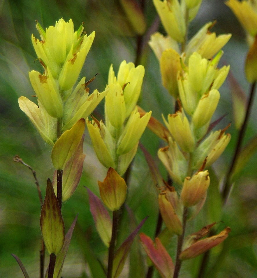 Castilleja unalaschcensis