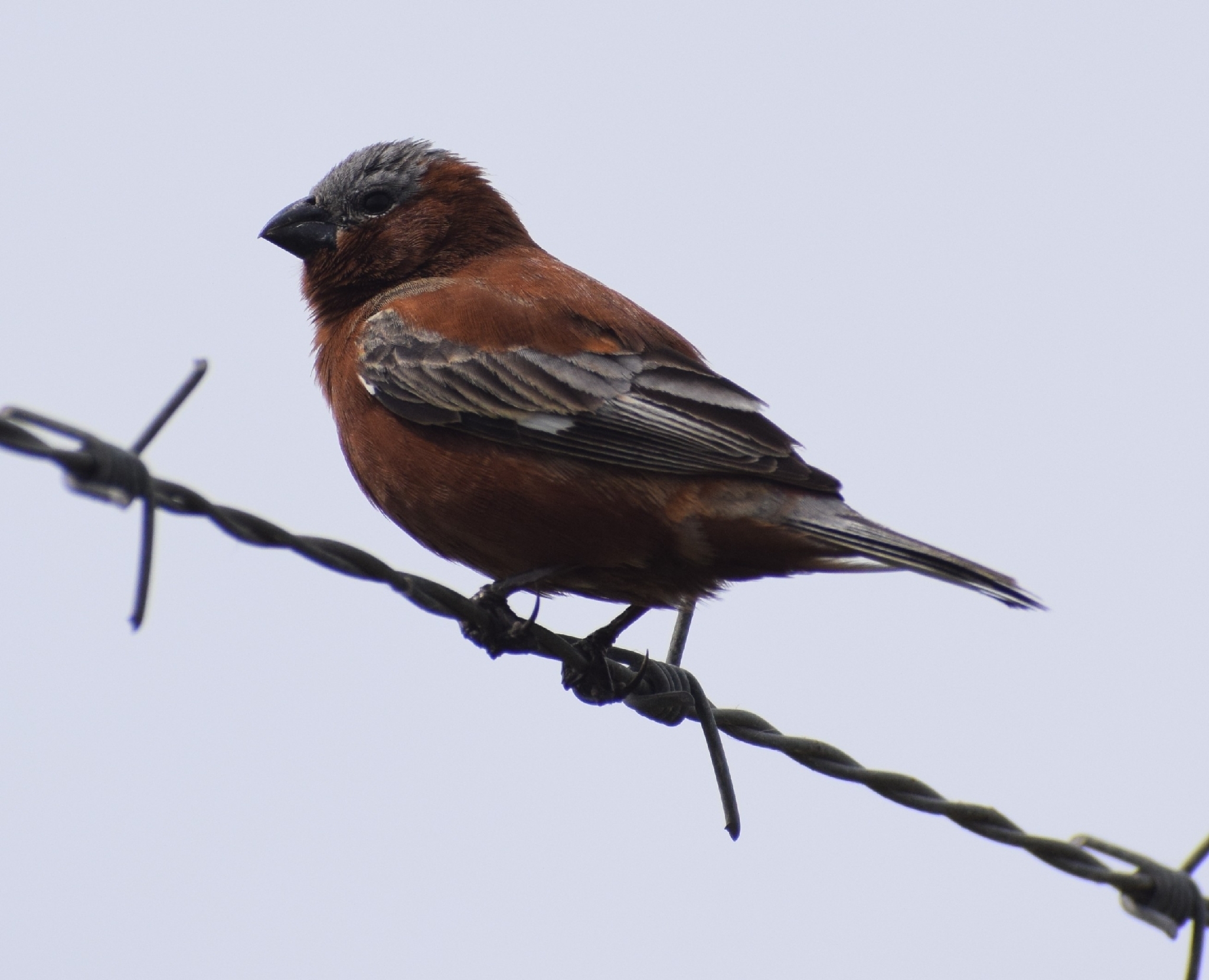 Chestnut Seedeater (Sporophila cinnamomea), photo 7