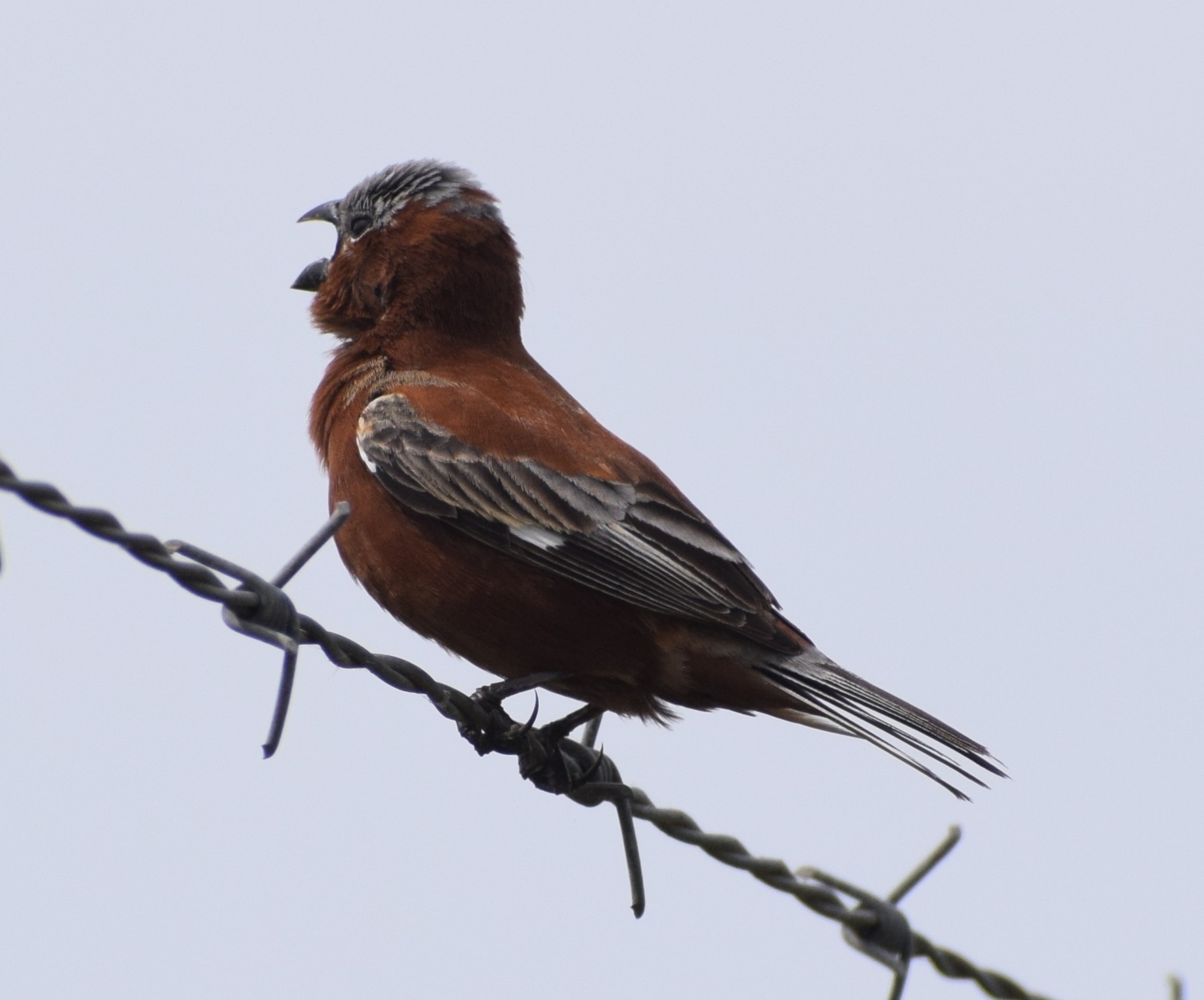 Chestnut Seedeater (Sporophila cinnamomea), photo 8