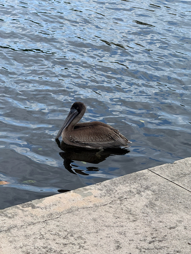 Brown Pelican