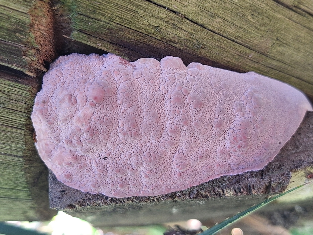 Punctularia atropurpurascens · November 2025 · photo: © rocio_pose (iNaturalist, cc-by)