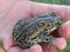 Strauchbufo raddei