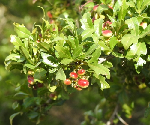 Searsia tripartita