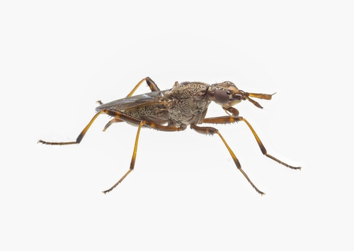 Odontoloxozus longicornis (Coquillett, 1904)