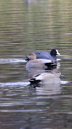 Ánade friso (Mareca strepera)
