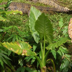 Typhonodorum lindleyanum