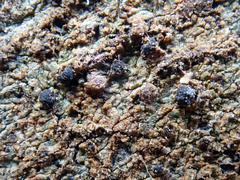 Bactrospora metabola