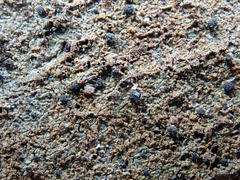 Bactrospora metabola