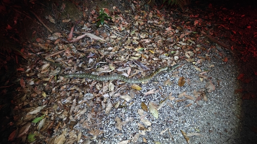 Coastal Carpet Python sighting