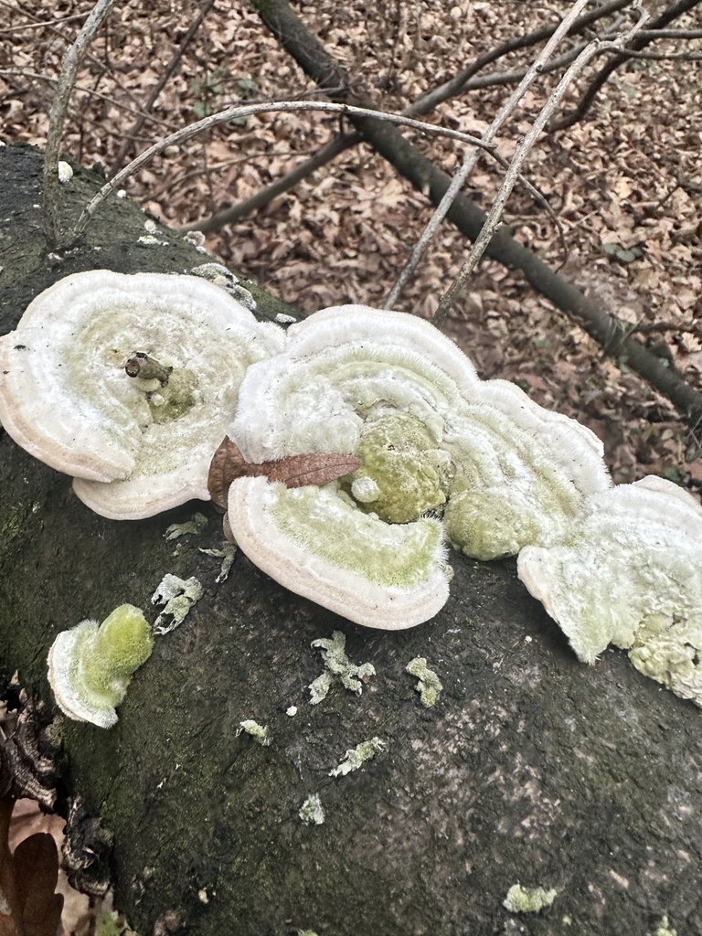 Trametes hirsuta · November 2025 · photo: © sotnik_on (iNaturalist, cc-by)