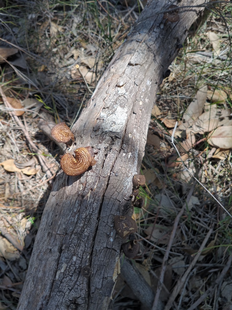 Lentinus arcularius · November 2025 · photo: © carl_ramirez (iNaturalist, cc-by)