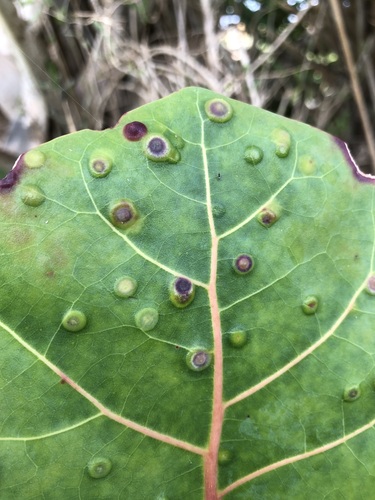 Unknown species found near Jupiter Island, FL 33455, USA