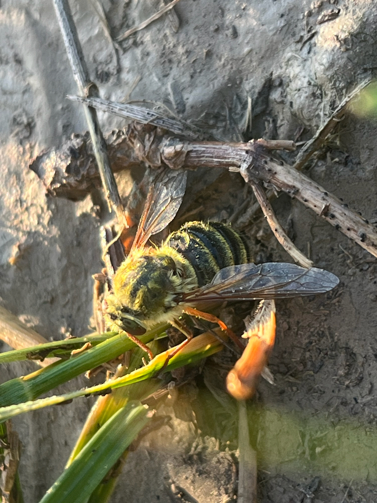 Trichopsidea clausa