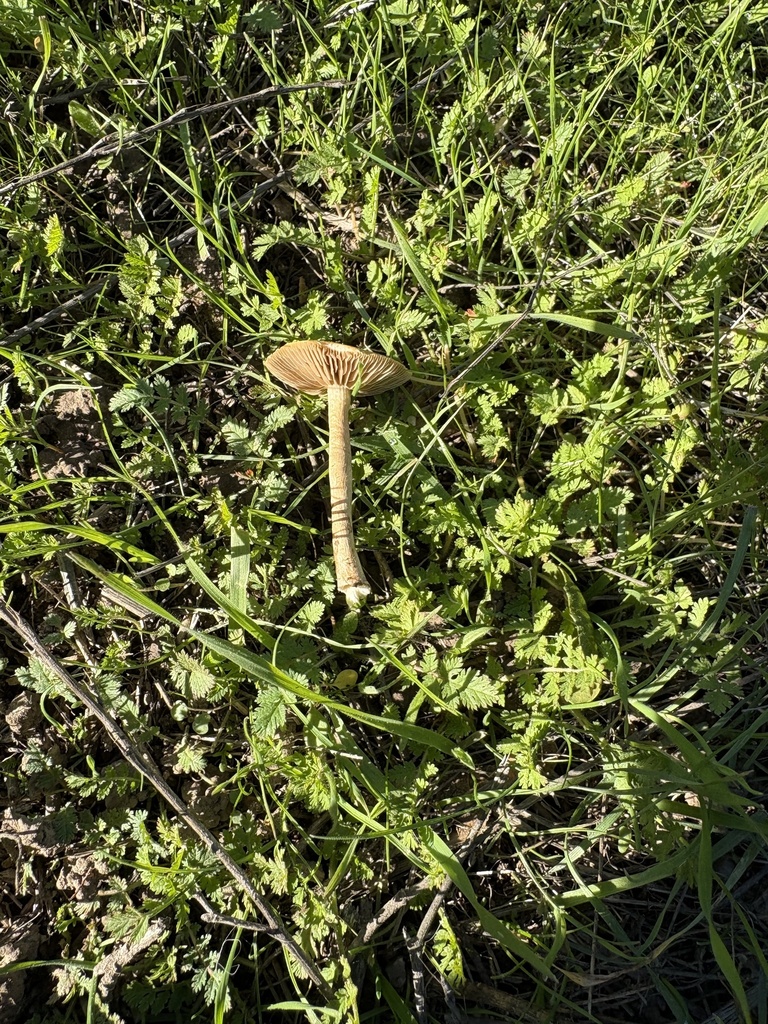 Agrocybe pediades · November 2025 · photo: © wildaz (iNaturalist, cc0)