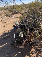Opuntia macrocentra macrocentra