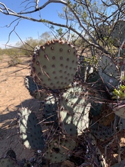 Opuntia macrocentra macrocentra