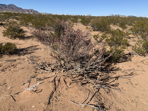 Cylindropuntia leptocaulis