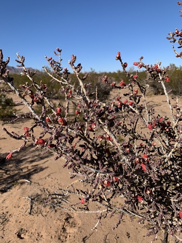Cylindropuntia leptocaulis