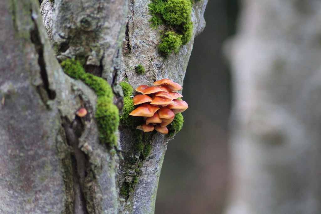 Flammulina · November 2025 · photo: © arthropodics (iNaturalist, cc0)