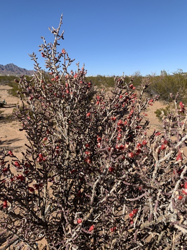 Cylindropuntia leptocaulis