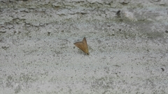 Glaphyriinae