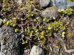 Pimelea microphylla