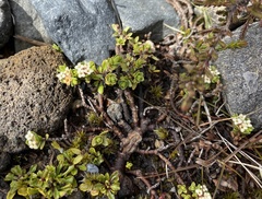 Pimelea microphylla