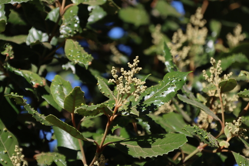 Curtisia (Curtisia dentata)