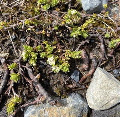 Pimelea microphylla