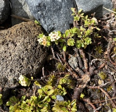 Pimelea microphylla