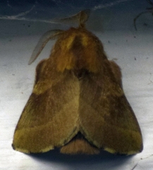 Malacosoma disstria