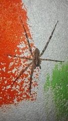 Acanthoctenus
