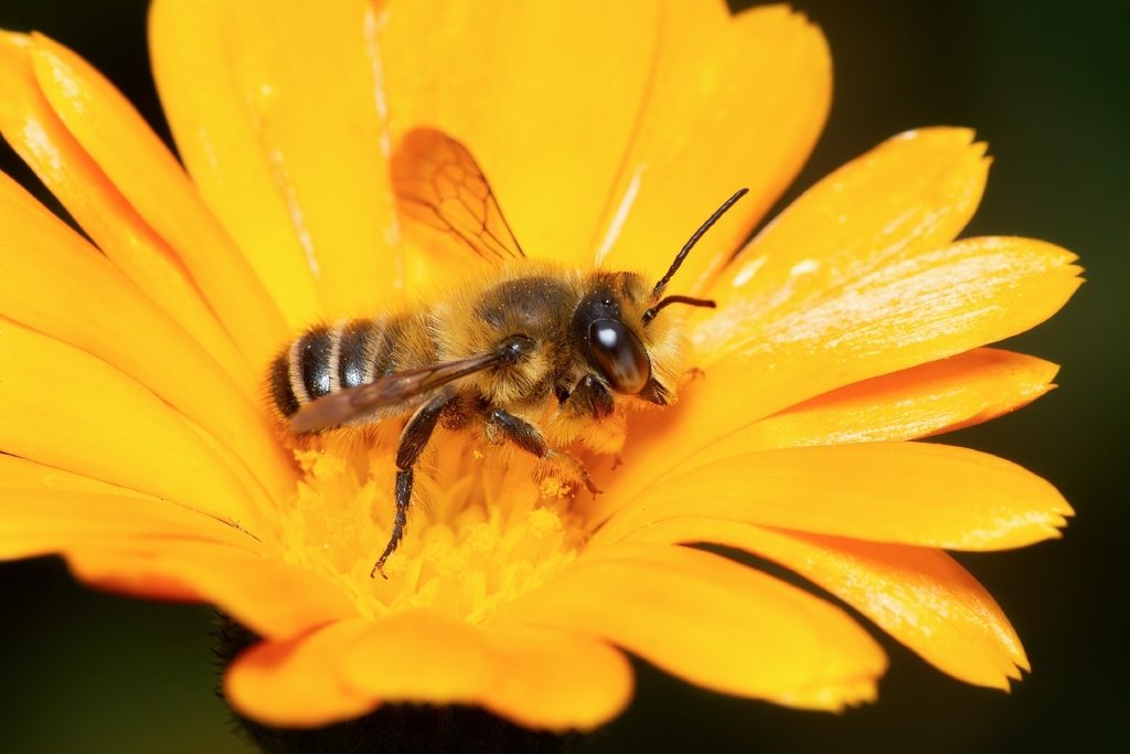 Megachile pollinosa