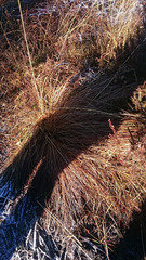 Trichophorum cespitosum