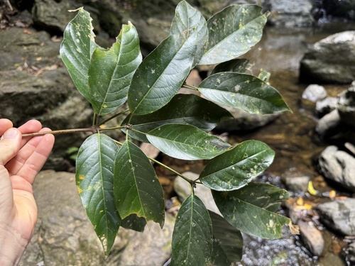 Rockinghamia angustifolia observed 2025-11-29