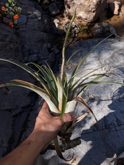 Tillandsia utriculata