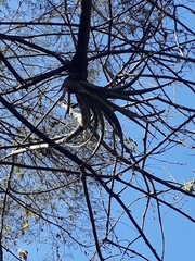 Tillandsia utriculata
