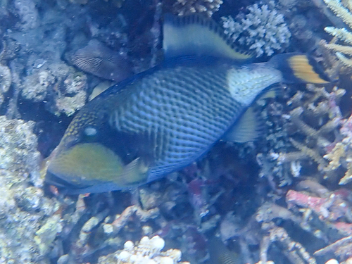 Balistoides viridescens
