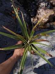 Tillandsia utriculata