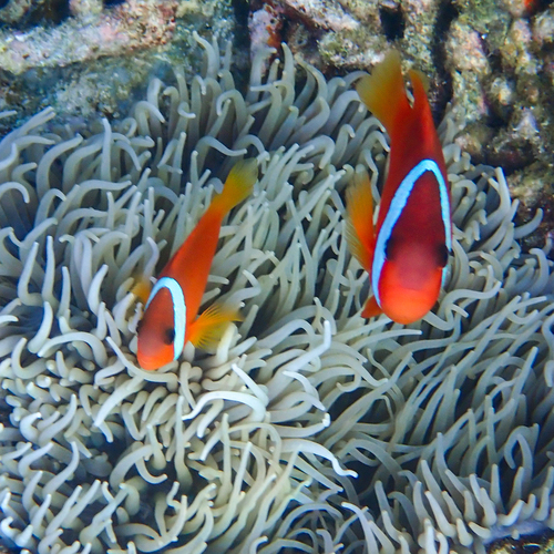 Amphiprion barberi